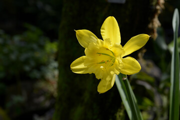 パラモンガイア