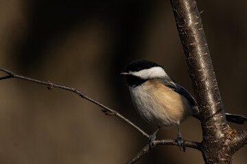 Black-Capped Chickadee