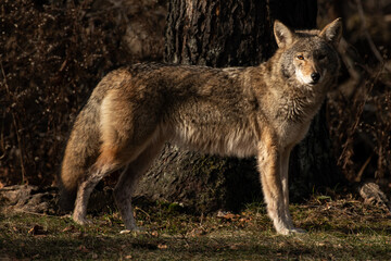 Coyote on the edge of the woods