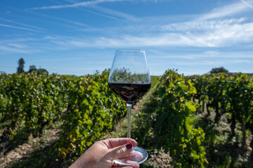 Tasting red Bordeaux wine, Merlot or Cabernet Sauvignon red wine grapes on cru class vineyards in...