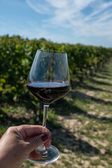 Tasting red Bordeaux wine, Merlot or Cabernet Sauvignon red wine grapes on cru class vineyards in Pomerol, Saint-Emilion wine making region, France, Bordeaux