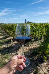 Tasting red Bordeaux wine, Merlot or Cabernet Sauvignon red wine grapes on cru class vineyards in...