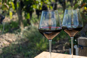 Tasting red Bordeaux wine, Merlot or Cabernet Sauvignon red wine grapes on cru class vineyards in Pomerol, Saint-Emilion wine making region, France, Bordeaux