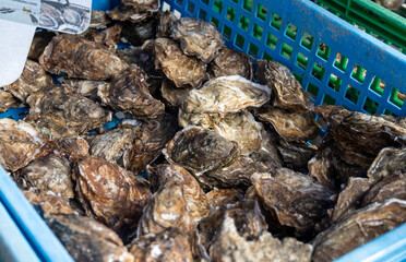 Fresh french Gillardeau oysters molluscs in wooden box ready to eat