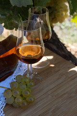 Tasting of Cognac strong alcohol drink in Cognac region, Charente with ripe ready to harvest ugni...