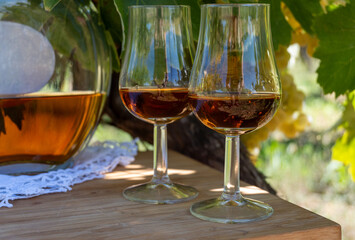 Tasting of Cognac strong alcohol drink in Cognac region, Charente with ripe ready to harvest ugni blanc grape on background uses for spirits distillation, France