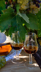 Tasting of Cognac strong alcohol drink in Cognac region, Charente with ripe ready to harvest ugni...