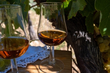 Tasting of Cognac strong alcohol drink in Cognac region, Charente with ripe ready to harvest ugni...