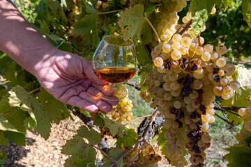 Tasting of Cognac strong alcohol drink in Cognac region, Charente with ripe ready to harvest ugni...