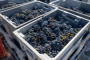 Plastic boxes with grapes, harvest works in Saint-Emilion wine making region on right bank of...