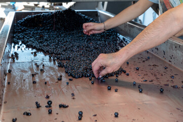 Sorting, harvest works in Saint-Emilion wine making region on right bank of Bordeaux, picking,...