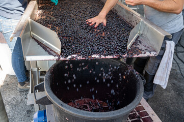 Sorting line, harvest works in Saint-Emilion wine making region on right bank of Bordeaux, picking,...