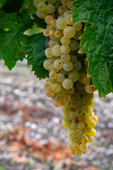 Harvest time in Cognac white wine region, Charente, ripe ready to harvest ugni blanc grape uses for...