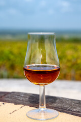 Tasting of Cognac strong alcohol drink in Cognac region, Charente with rows of ripe ready to harvest ugni blanc grape on background uses for spirits distillation, France