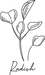 Radish Micro Greens Sketch