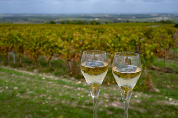 Tasting of grand cru sparkling white wine with bubbles champagne on chardonnay vineyards in Avize,  grand cru wine producer small village, Cote des Blancs, Champagne, France