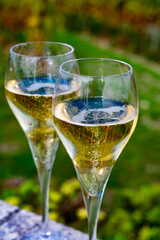 Tasting of grand cru sparkling white wine with bubbles champagne on chardonnay vineyards in Avize,  grand cru wine producer small village, Cote des Blancs, Champagne, France