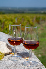 Tasting of Cognac strong alcohol drink in Cognac region, Charente with rows of ripe ready to harvest ugni blanc grape on background uses for spirits distillation, France