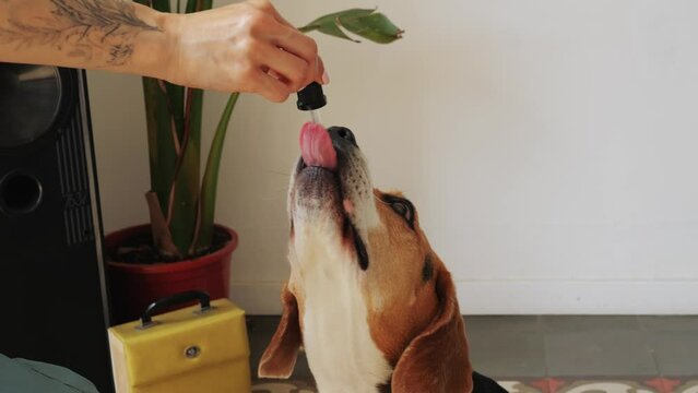 Dog eating vitamins cbd supplement, woman hands, pets food supply, delivery for beagle pet. 