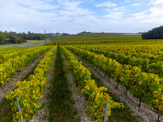 Harvest time in Cognac white wine region, Charente, ripe ready to harvest ugni blanc grape uses for...