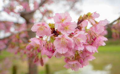 開きはじめた河津桜