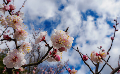 春の青空と梅の花