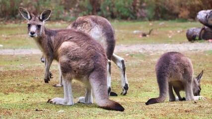 Naklejka na ściany i meble Port Arthur, Tasmania, Australia