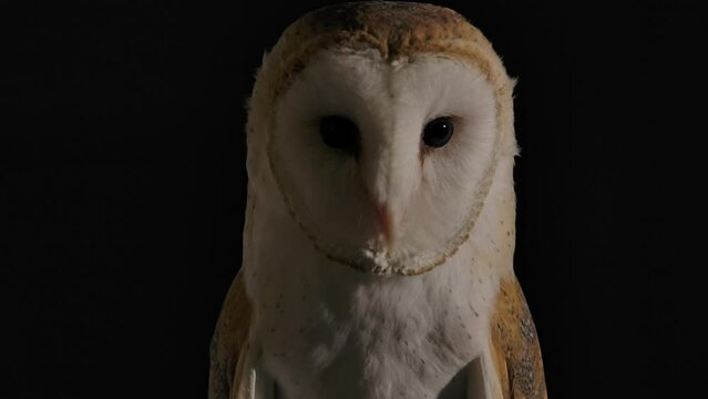 barn owl looks towards camera focused and ready to hunt