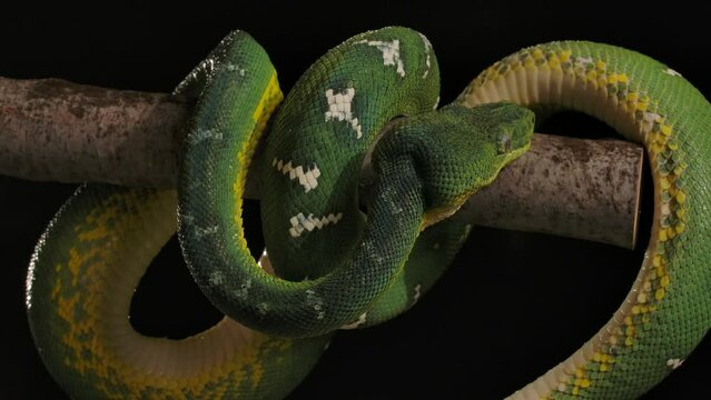 emerald tree boa coiling up on branch after light rain night time