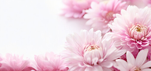 pink chrysanthemum flowers copy space generative ai