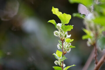 blossoming Mulberries tree in spring
