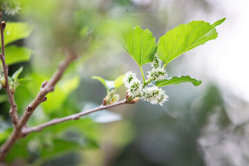 blossoming Mulberries tree in spring