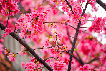  A Japanese White-eye rests peacefully amidst blooming cherry blossoms