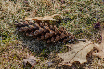 pine cone on the ground