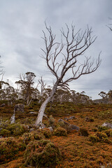 Obraz premium Walls of Jerusalem National Park, Central Highlands, Tasmania, Australia