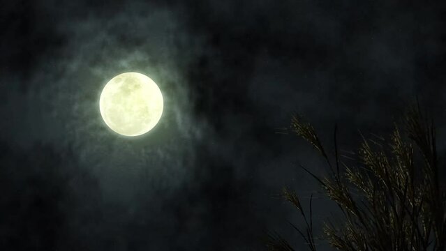 満月とススキのお月見イメージ