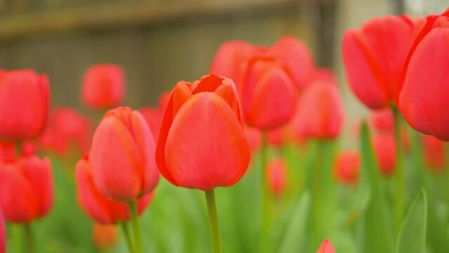 Blooming red tulip flowers is wild field. Nature concept