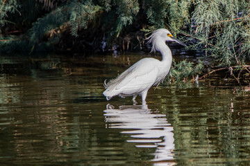 Wading Egret