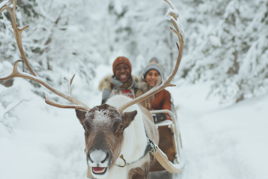 joyful family on a reindeer sleigh journey through a forest blanketed in snow