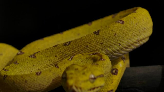 green python strikes towards camera biting at prey slomo