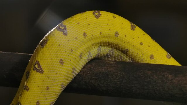 green python body coiling around a branch slomo