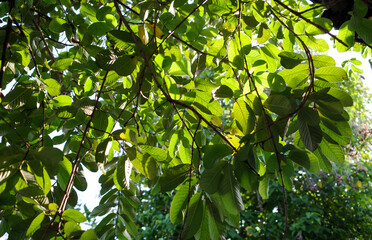 Young green guava leaves (Psidium guajava), backlight shot for background