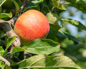 Closeup of bright red apples in a modern Canadian apple orchard with low trees middle autumn season