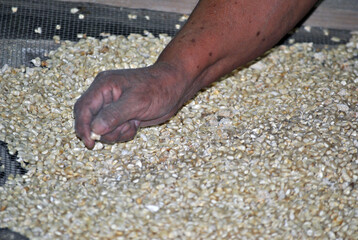 Latino boy shelling corn to plant in the field