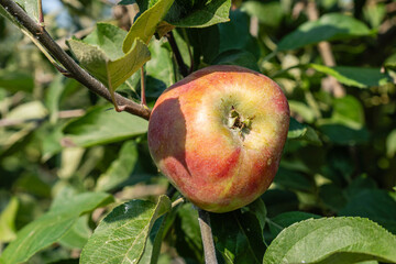 Gravenstein Apples ripening on the branch between green leaves