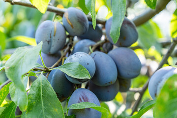 Ripe plums hanging from tree branch ready to be harvested growing in garden during sunny day