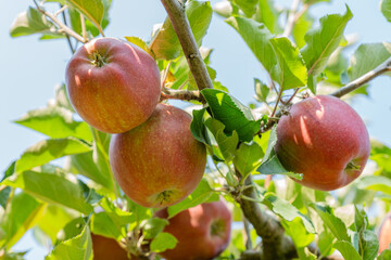 jonagold Apples ripening on the branch between green leaves