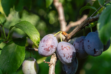 Ripe plums hanging from tree branch ready to be harvested growing in garden during sunny day