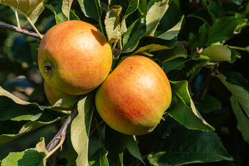 Closeup of bright red apples in a modern Canadian apple orchard with low trees middle autumn season