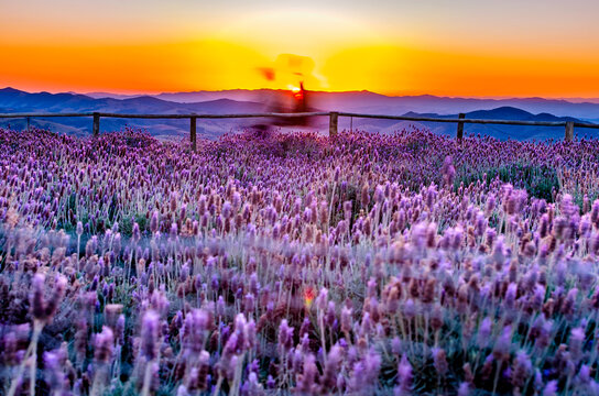 Lavender field in Cunha, in the interior of S&atilde;o Paulo, Brazil.